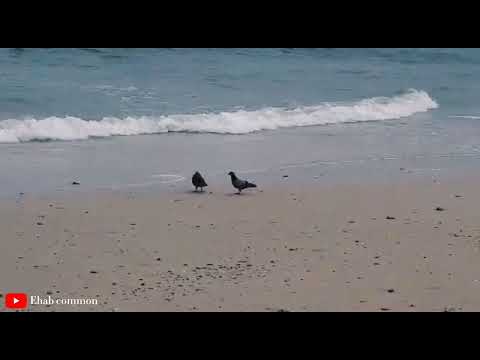 Vlog #1 in the beach