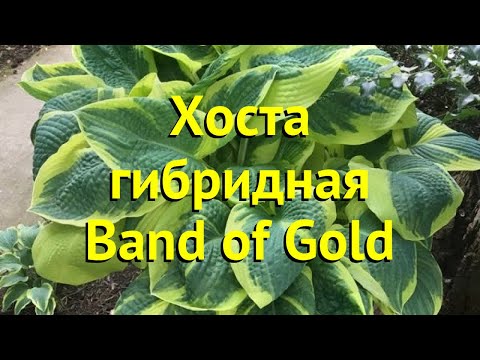 Хоста гибридная Бэнд оф голд. Краткий обзор, описание характеристик hosta Band of Gold