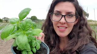 Come coltiviamo il basilico in azienda