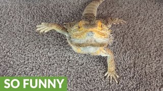 Bearded Dragon tries to wave to the camera
