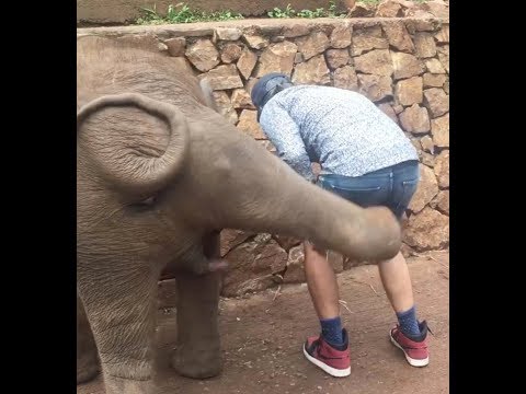 Elephant selfie fail