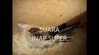 Download lagu SUARA INAP SUPER mp3 Download lagu SUARA INAP SUPER mp3