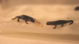 Baby Fire Belly Newts! Baby Slug Feeding