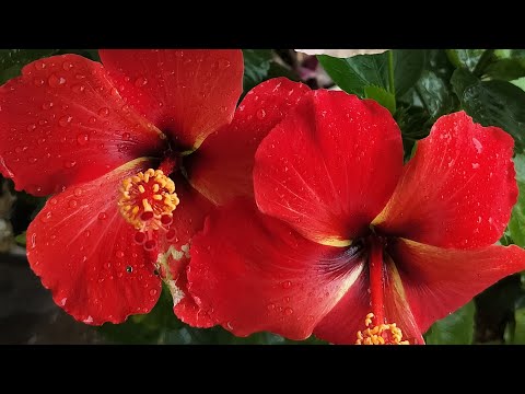 Ap ka hibiscus plant pa flowers ni aa rahy Kaliyan Tut jaati Hn /melibugs hn/ ya video ap ka leya ha