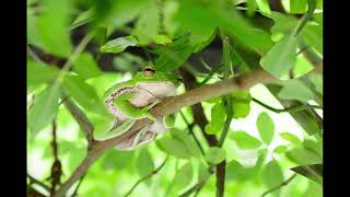 Frog With Vast Powers