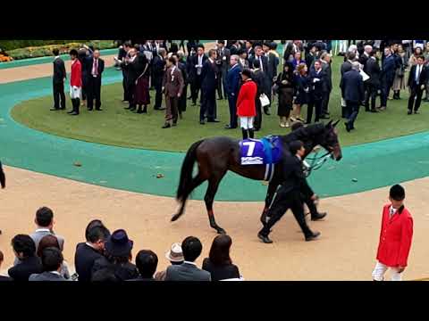 The 15 contenders for the GI 2019 Japan Cup in the parade ring