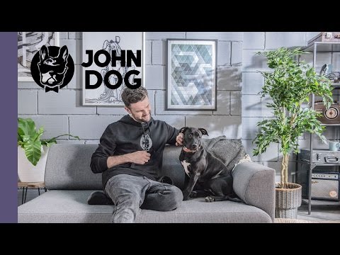 Jak nauczyć psa schodzenia z kanapy na komendę - TRENING PSA - John Dog