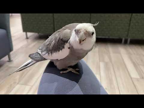 Cockatiel hates going to the dreaded v.e.t.