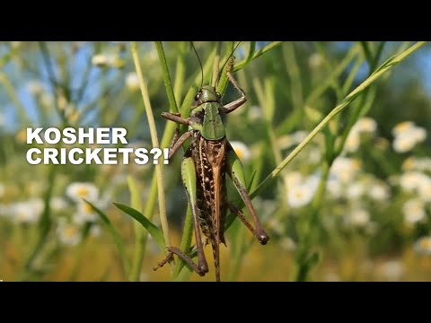 Kosher!? Feast of Exotic Curiosities