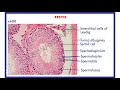 Histology of testis, epididymis, vas deferens, seminal vesicle & prostate