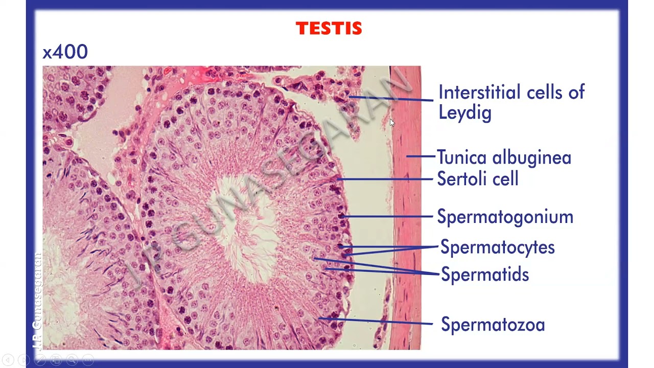 Histology of testis, epididymis, vas deferens, seminal vesicle & prostate