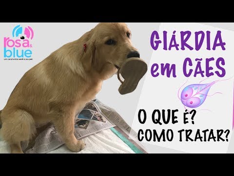 giardia canina otthoni gyógymód