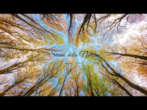Suoni del bosco della foresta della natura😴 🌿🍃Ruscelli 🌲per Dormire 🧘🏽Meditazione🌸 RELAX 🌳ASMR|Ep. 1