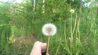 Burning a dandelion seed head