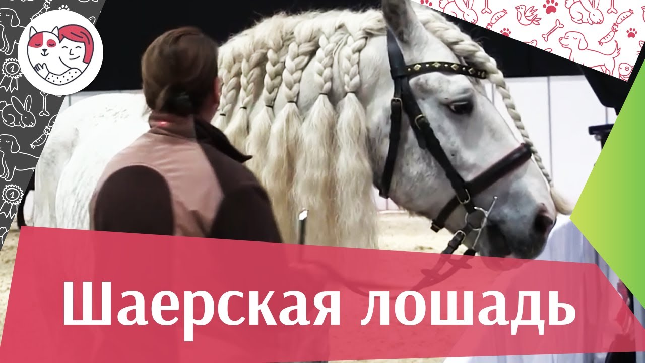 ЛОШАДИ Шаерская порода Фальц аденская порода ЭКВИРОС 2016 на ilikepet