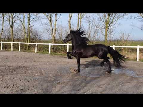 Stal Okkema's Arias - Norbert x Onne - star gelding - 2016