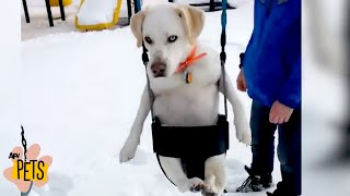 Pets Find Winter Wonderland | The Best Cute, Funny Animal Videos Compilation #14 | AFV Pets