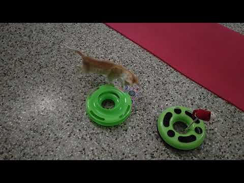 Cat Game Entertainment