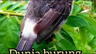 Download lagu 30 Suara burung kicau TOP GLOBAL!!!DUNIA BURUNG mp3 Download lagu 30 Suara burung kicau TOP GLOBAL!!!DUNIA BURUNG mp3