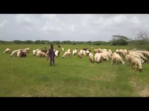 સીન્ધી કાફી મોહંમદ જત ઉફૅ (મામુડો) Sindhi kafi#abdulkhalik#માલધારી