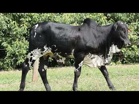 ESTÂNCIA CRISTINA - NELORE - 1368 EST.CRIS - RGMB 1368