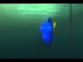 Finding Nemo Dory Monologue When I Look At You I M Home