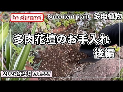 そばの準備:こんな感じです 植物