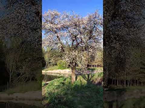 NAJWIĘKSZA KWITNĄCA JABŁONKA - #shorts 57 - #jabłoń #staw