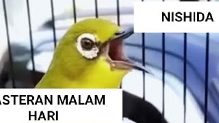 Download lagu PLECI NISHIDA VIRAL, SUARA MASTERAN mp3 Download lagu PLECI NISHIDA VIRAL, SUARA MASTERAN mp3