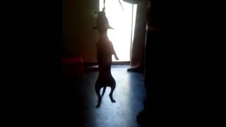 Redboy jocko 3x inbred 12weeks Ps' yard