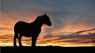 Judy Collins Someday Soon Music