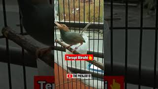 Download lagu TERAPI PRENJAK AGAR CEPAT BIRAHI‼️‼️ #prenjaktamu mp3 Download lagu TERAPI PRENJAK AGAR CEPAT BIRAHI‼️‼️ #prenjaktamu mp3