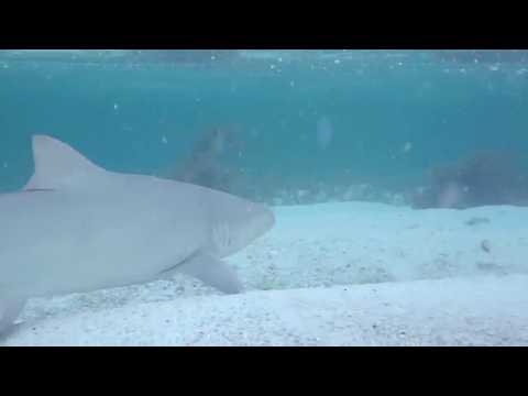 Sara Cappelletti  - It's Sunshine  (Discovery Sea Seychelles at Chalet Anse ForBanse)