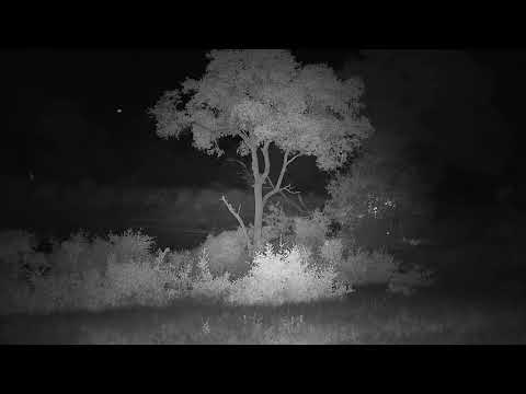 Djuma: Lone Elephant walks through  - 01:00 - 12/15/20