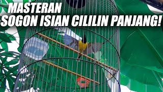 Download lagu MASTERAN SOGON ISIAN CILILIN PANJANG GACOR PALING COCOK UNTUK MENCETAK BAHAN MATERI JUARA ISTIMEWA!! mp3