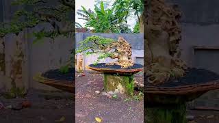 Download lagu Bonsai Serut Ukuran XXL #bonsaiindonesia #inspiration #inspirasibonsai mp3 Download lagu Bonsai Serut Ukuran XXL #bonsaiindonesia #inspiration #inspirasibonsai mp3