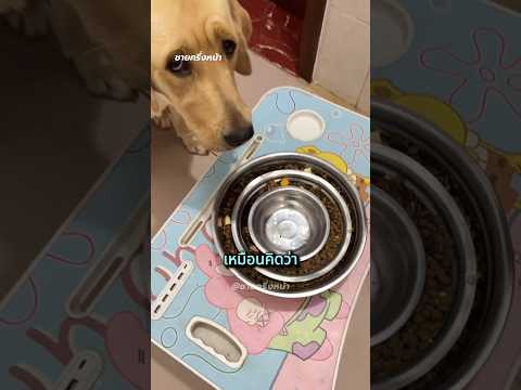 ทดสอบความฉลาดหมา ผลลัพธ์เกินคาด!