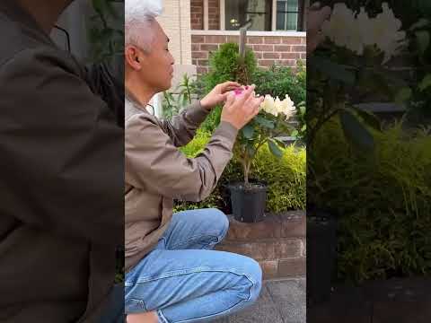 園芸 クモツツジ、ドワーフ狭葉シャクナゲ