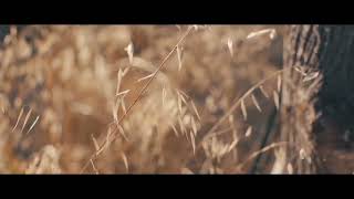 Download lagu melody senja/cinta seorang musisi mp3