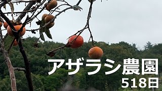 518日 柿食えばなんたらかんたら【アザラシ農園】