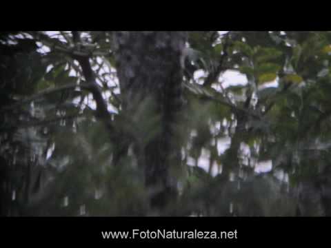 Video: Pajaro Estaca Grande