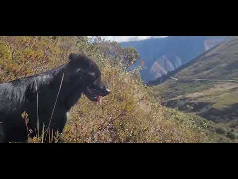 Urpish- Jircán- Huánuco