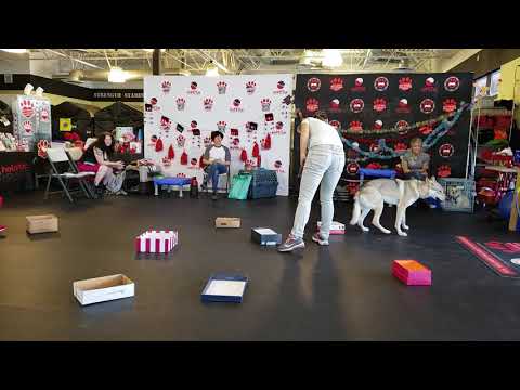 Ashira-2nd nosework class-4/7/19