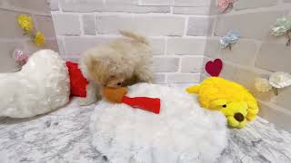 ハーフ犬の動画01