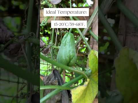 Everything you need to know to grow CHOKO in less than 60 seconds!