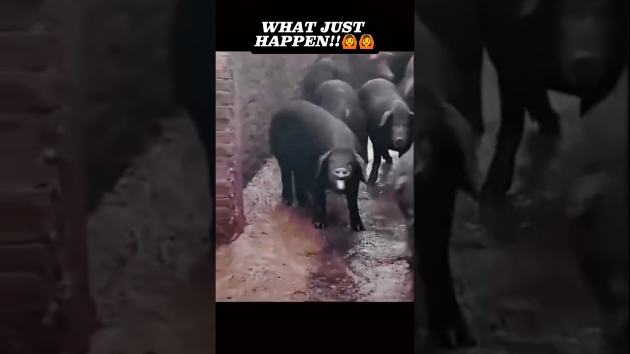 This pig is so disrespectful #funny #comedy