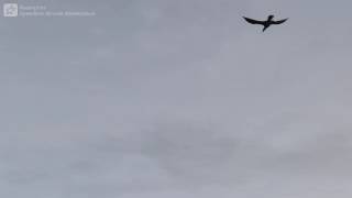 Speedline Miracle Masterpiece