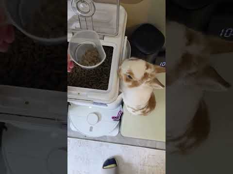 3초 컷이라는 토끼의 속도
