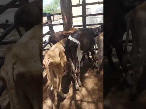 13 bezerras para vender. Major Isidoro é o palco. telefone: (82) 98205-3219.