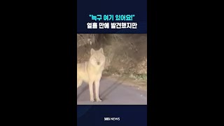 늑구 여기 있어요!..열흘 만에 발견했지만 #shorts